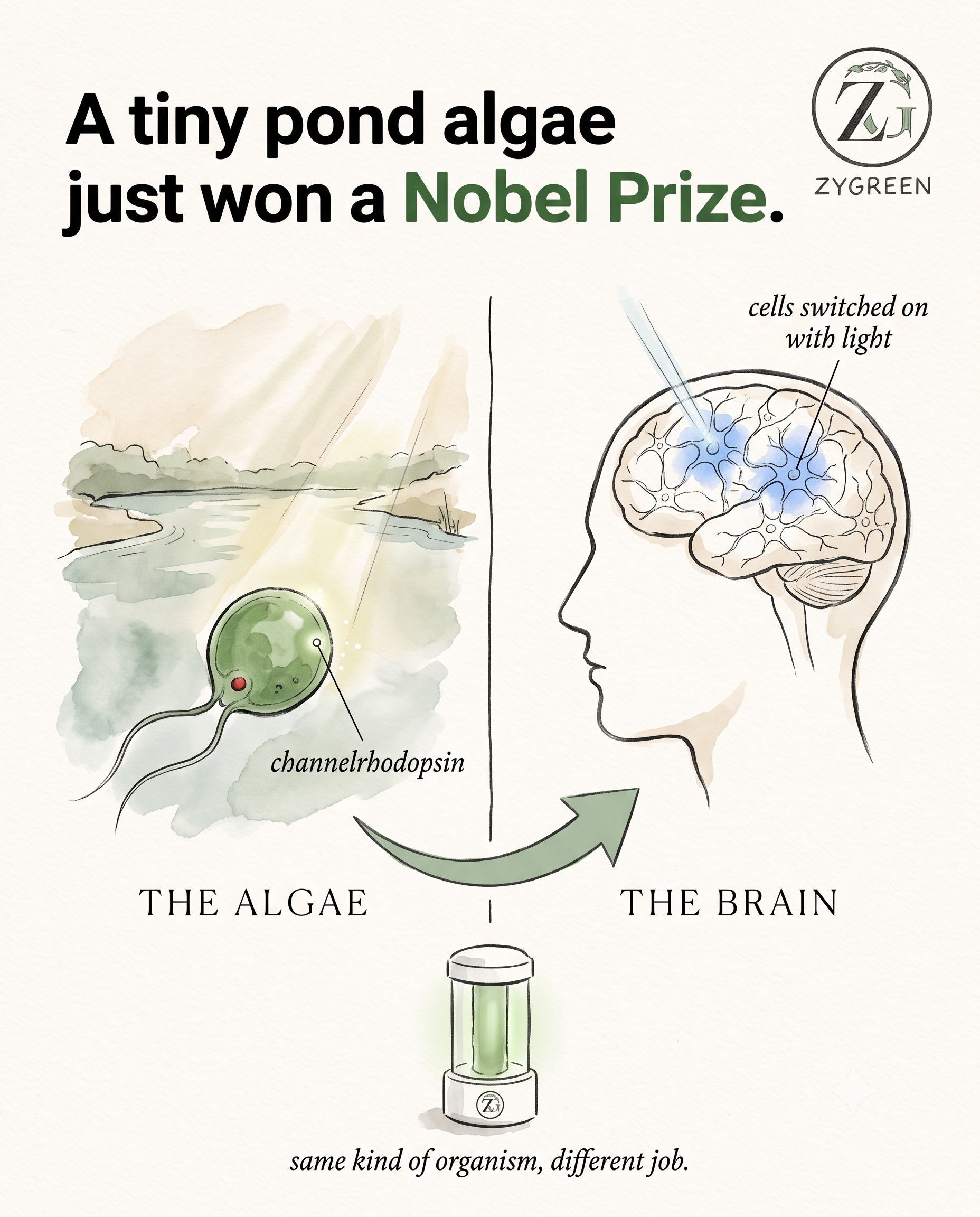 Microalgae and the 2026 Nobel Prize: How Algae Led to It